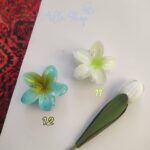 کلیپس پلومریا - Image 9